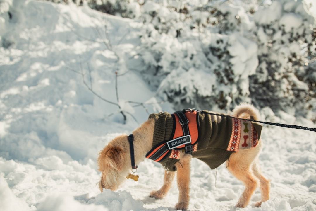 Photo Dog harness